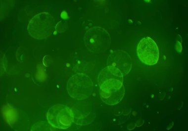 ışıltılar ile ışıltılı bokeh arka plan