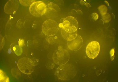 yeşil ve beyaz arkaplan