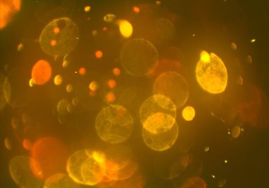 soyut renkli arkaplan, alanı kopyala