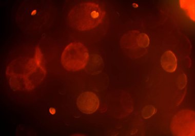 parlayan bokeh daireler arka plan