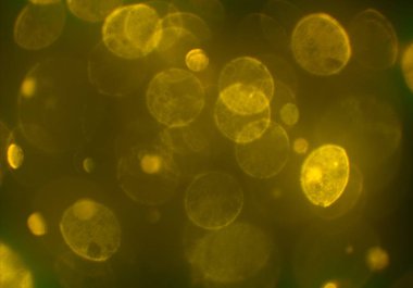 parlayan bokeh daireler arka plan