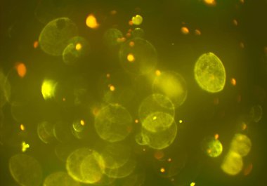 parlayan bokeh daireler arka plan