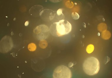 pırıl pırıl bokeh daireler arka plan