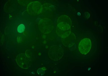 parlak bokeh ışıkları ile dijital duvar kağıdı 