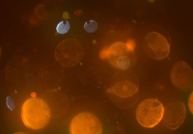 pırıl pırıl bokeh daireler arka plan