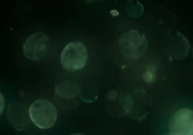 soyut ışıltılı bokeh daireler duvar kağıdı