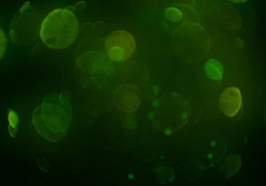 glittery bokeh daireler duvar kağıdı