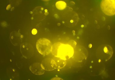 glittery bokeh daireler duvar kağıdı