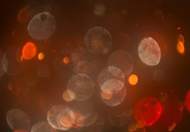 glittery bokeh daireler duvar kağıdı