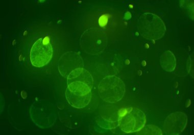 bokeh ve metin için alan ile soyut duvar kağıdı