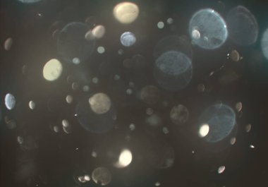 glittery bokeh daireler duvar kağıdı