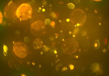 glittery bokeh daireler duvar kağıdı