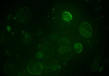 parlayan bokeh daireler ışıklar duvar kağıdı