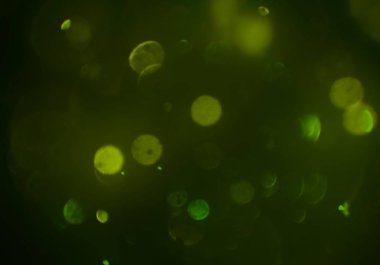 metin veya görüntü için alan ile bokeh arka plan