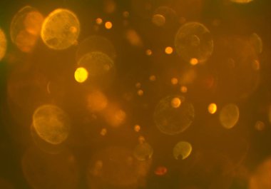 parlayan bokeh daireler ışıklar duvar kağıdı