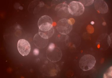 parlayan bokeh daireler ışıklar duvar kağıdı