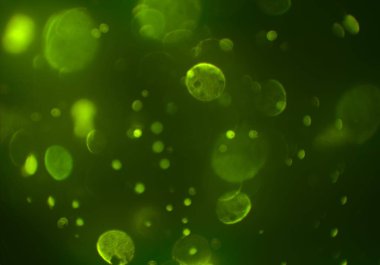 parlayan bokeh daireler ışıklar duvar kağıdı