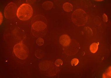 parlayan bokeh daireler ışıklar duvar kağıdı