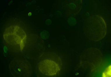 parlayan bokeh daireler ışıklar duvar kağıdı