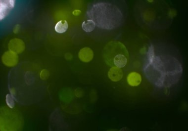 parlayan bokeh daireler ışıklar duvar kağıdı