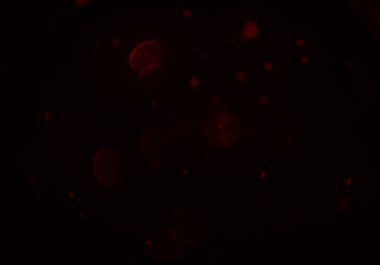 parlayan bokeh daireler ışıklar duvar kağıdı