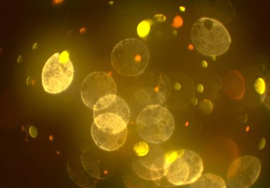 parlayan bokeh daireler ışıklar duvar kağıdı