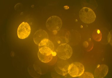 parlayan parıltılar bokeh daireler ışıklar duvar kağıdı