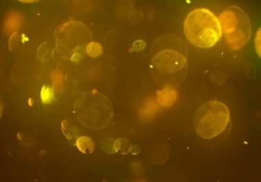 Tasarımınız için parlak bokeh arka plan