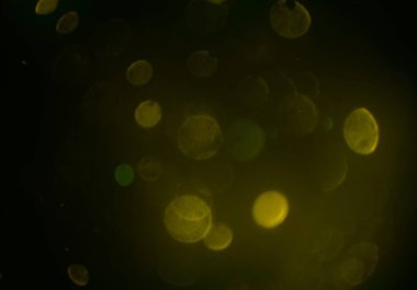 parlayan parıltılar bokeh daireler ışıklar duvar kağıdı