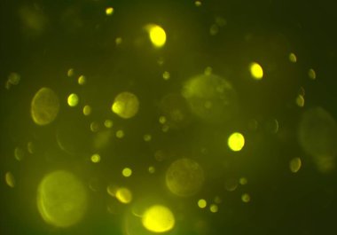 bokeh ve metin için alan ile soyut duvar kağıdı