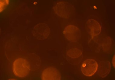 parlayan parıltılar bokeh daireler ışıklar duvar kağıdı