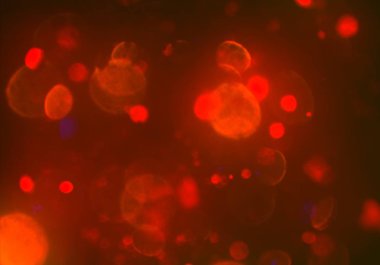 parlayan parıltılar duvar kağıdı, bokeh daireler Arka plan ışıkları