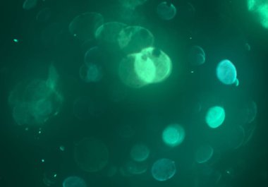 parlayan parıltılar duvar kağıdı, bokeh daireler Arka plan ışıkları