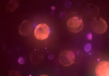 parlayan parıltılar duvar kağıdı, bokeh daireler Arka plan ışıkları