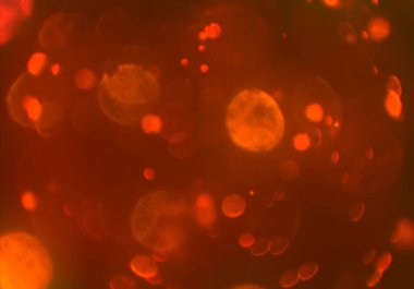 parlayan parıltılar duvar kağıdı, bokeh daireler Arka plan ışıkları