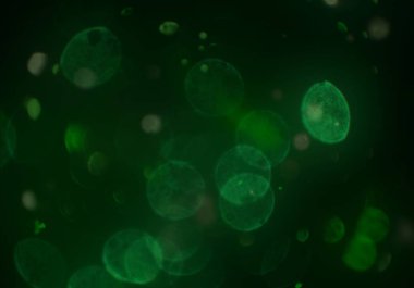 parlayan parıltılar duvar kağıdı, bokeh daireler Arka plan ışıkları