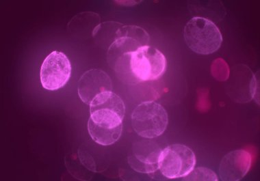 parlayan parıltılar duvar kağıdı, bokeh daireler Arka plan ışıkları