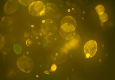 bokeh ışıkları ile soyut duvar kağıdı