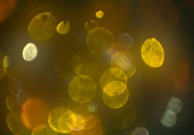 parlayan parıltılar duvar kağıdı, bokeh daireler Arka plan ışıkları