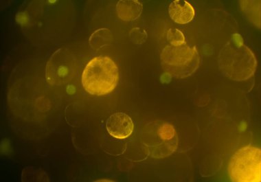 parlayan parıltılar duvar kağıdı, bokeh daireler Arka plan ışıkları