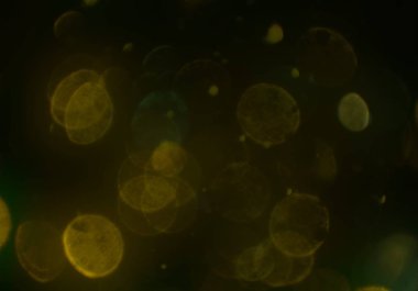 parlayan parıltılar duvar kağıdı, bokeh daireler Arka plan ışıkları