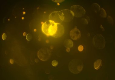 parlayan parıltılar duvar kağıdı, bokeh daireler Arka plan ışıkları