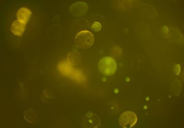 parlayan parıltılar duvar kağıdı, bokeh daireler Arka plan ışıkları