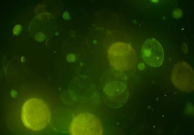 parlayan parıltılar duvar kağıdı, bokeh daireler Arka plan ışıkları