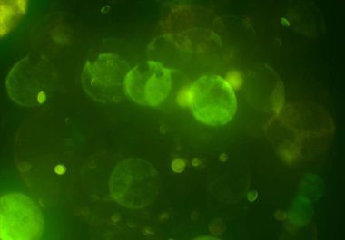 parlayan parıltılar duvar kağıdı, bokeh daireler Arka plan ışıkları