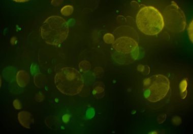 bokeh ve metin için alan ile soyut duvar kağıdı