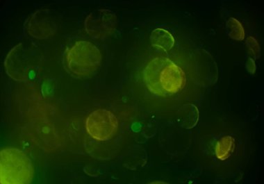 bokeh daireler ışıkları arka plan