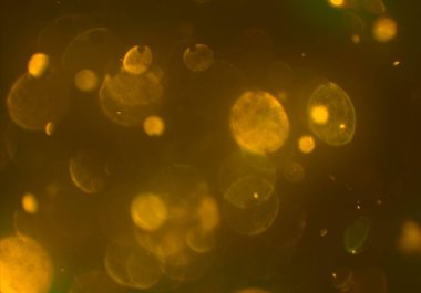 bokeh daireler ışıkları arka plan