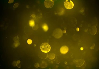 bokeh daireler ışıkları arka plan