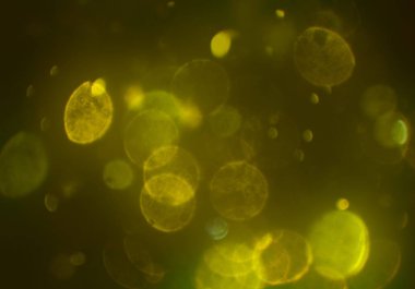 bokeh daireler ışıkları arka plan